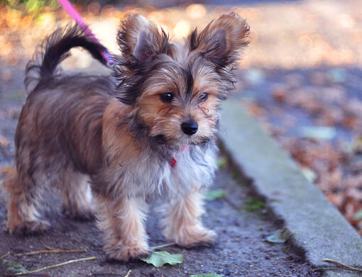 Silky terrier best sale dachshund mix